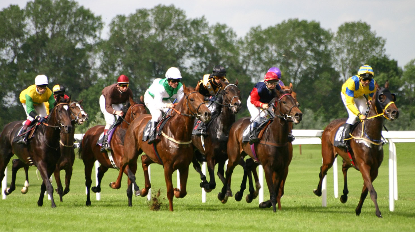 Preparing a Horse for Its First Race