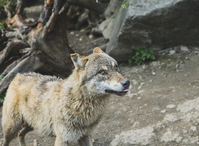 alpha stream dynamic stock ticker