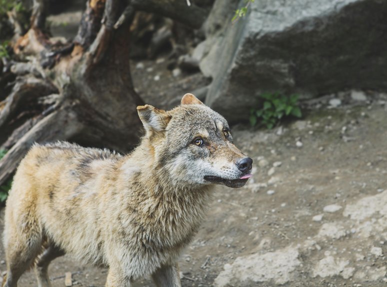 alpha stream dynamic stock ticker